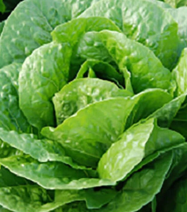 Насіння салату Баціо, п.о. 5 тис. насінин (Enza Zaden)