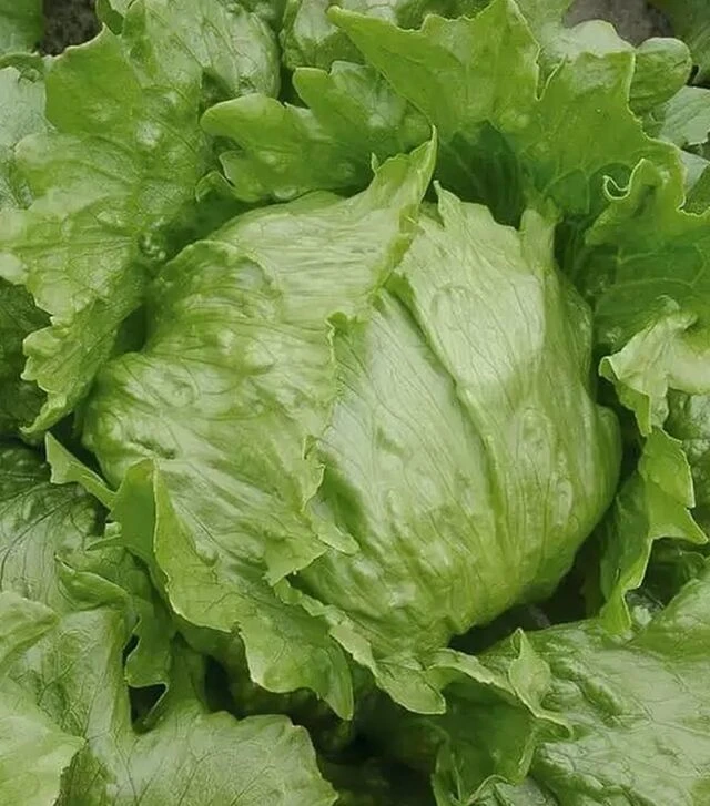 Семена салата Робинсон, 5 г (Hazera)