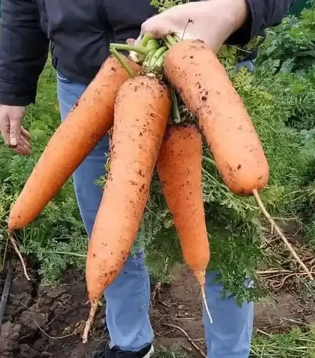 Семена моркови СВ 3118 F1, п.е. 200 тыс. семян, 2,0-2,2 калибр (Seminis)