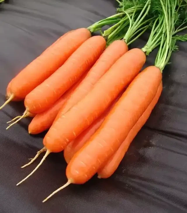 Насіння моркви Дарина, 1 кг (Moravoseed)