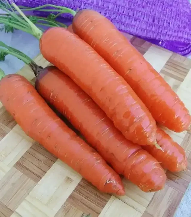 Семена моркови Кортина F1, п.е. 100 тыс. семян (Moravoseed)