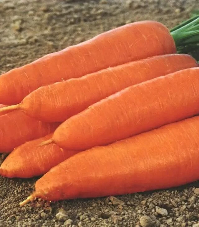 Семена моркови Корина, 1 кг (Moravoseed)