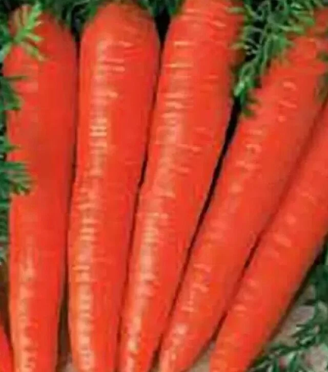 Насіння моркви Флакко, 5 кг (Коуел)