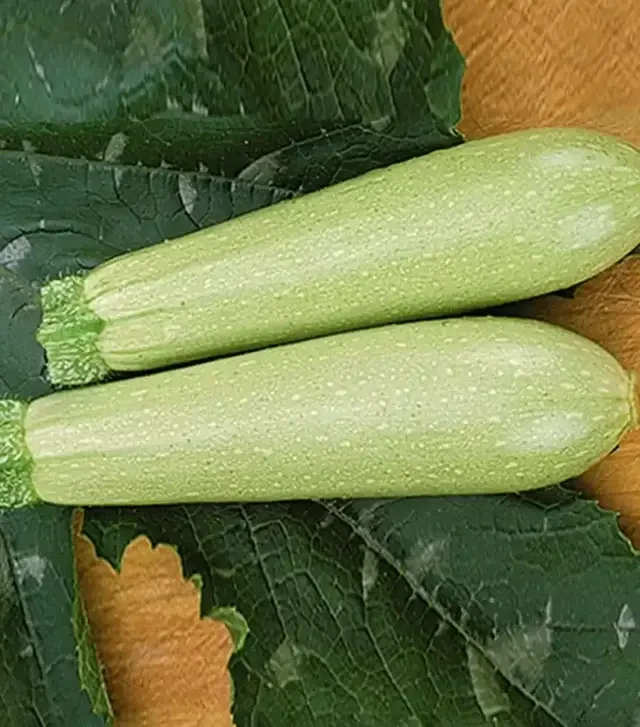Семена кабачка Искандер F1, п.е. 500 семян (Seminis)