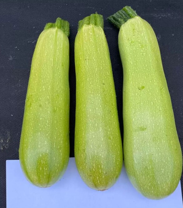Насіння кабачка Мерлін F1 (INX 10554), п.о. 1 тис. насінин (Innova Seeds)