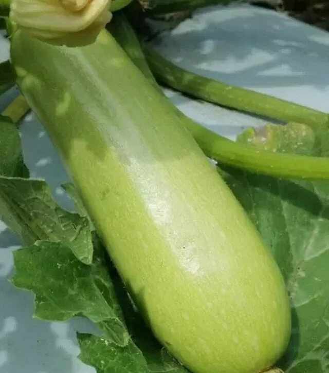 Семена кабачка Регги F1 (INX 1424), п.е. 1 тыс. семян (Innova Seeds)