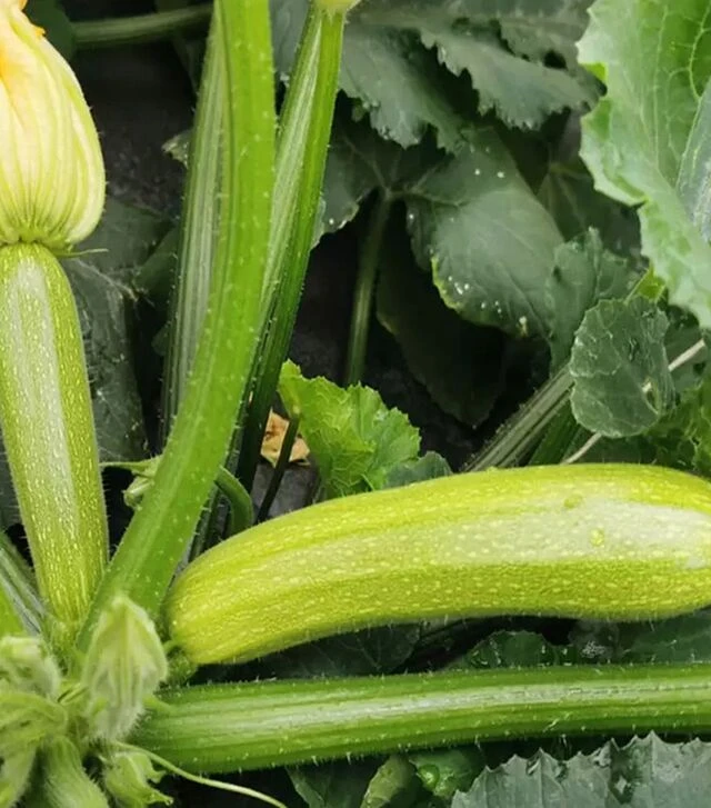 Семена кабачка Сирио F1 (CRX 90197 F1), п.е. 500 семян (Cora Seeds)