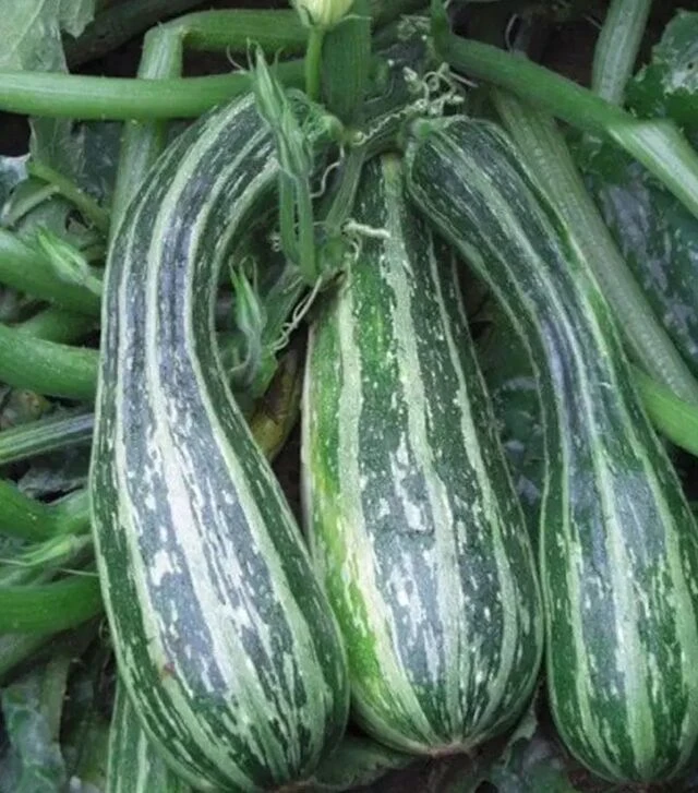 Насіння кабачка Тапир, 1 кг (Moravoseed)