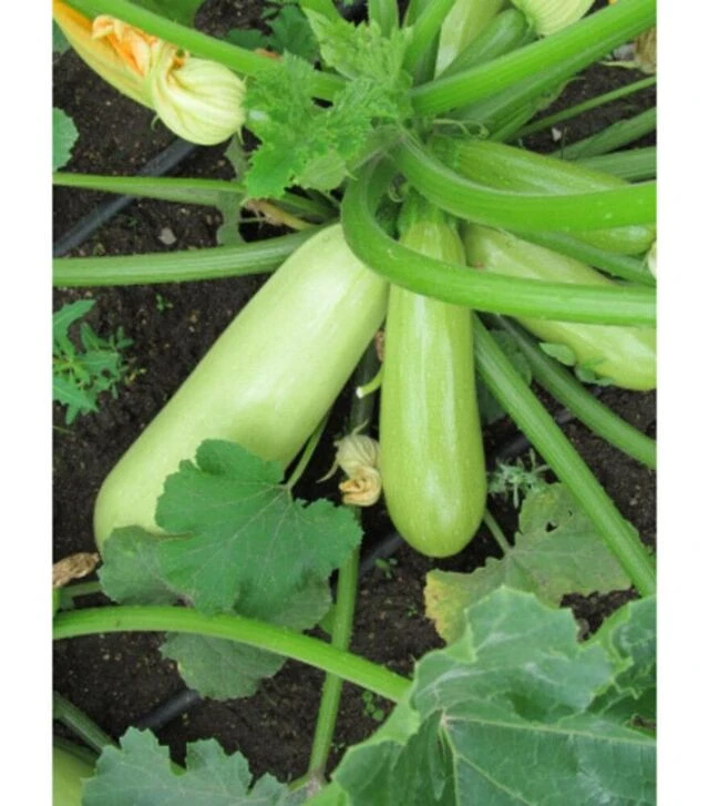 Семена кабачка Рика F1, п.о. 500 семян (United Genetics)