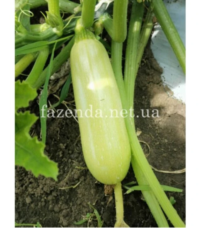 Насіння кабачка Рішар (ІНХ 1423) F1, п.о. 100 насінин (Innova Seeds)