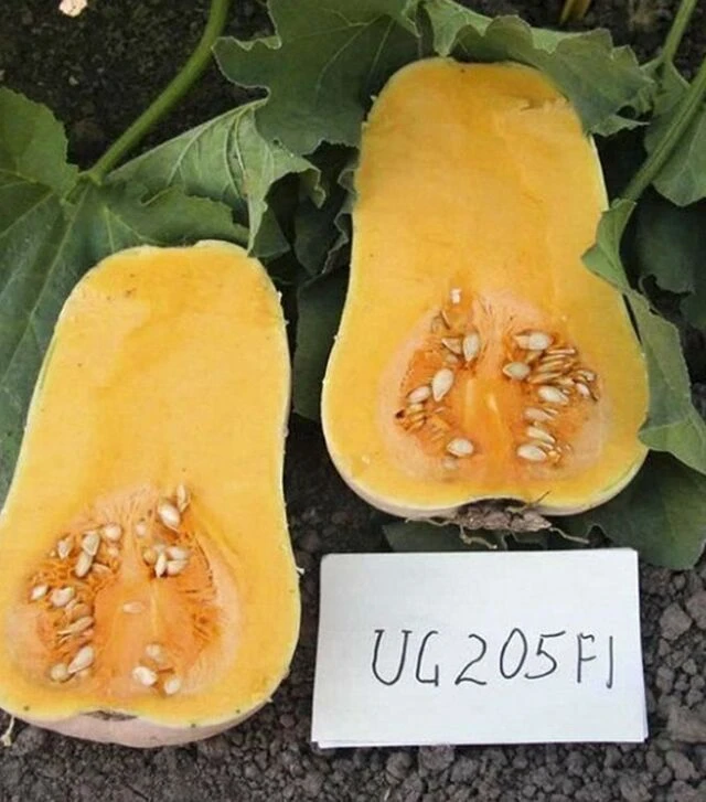 Насіння гарбузу UG 205 F1, п.о. 1000 насінин (United Genetics)