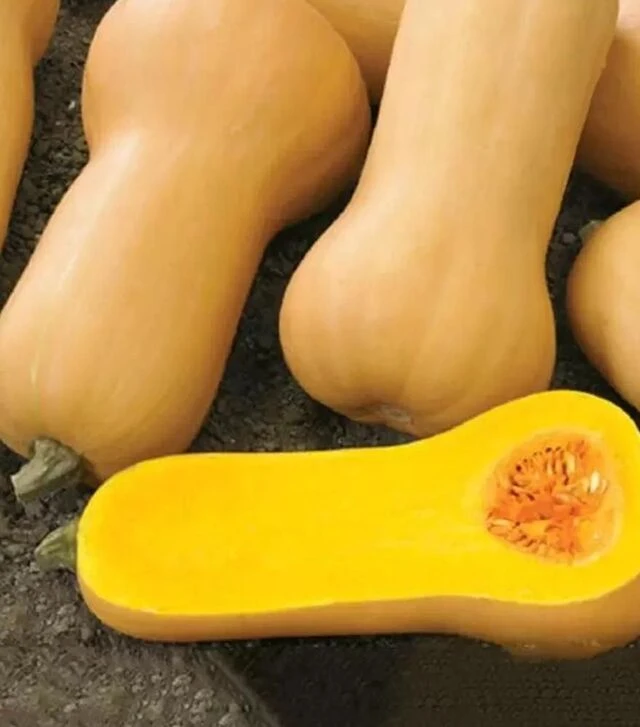 Насіння гарбузу Лиция, 100 г (Moravoseed)