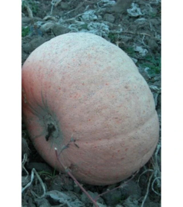 Семена тыквы Велтруска Обровская, 1 кг (Moravo Seed)