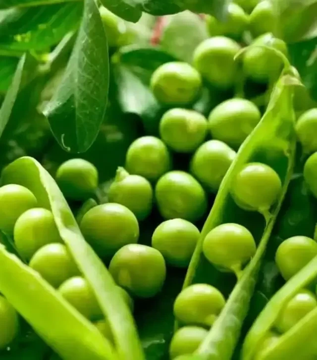Семена гороха Вальверде, п.е. 100 тыс. семян (Syngenta)