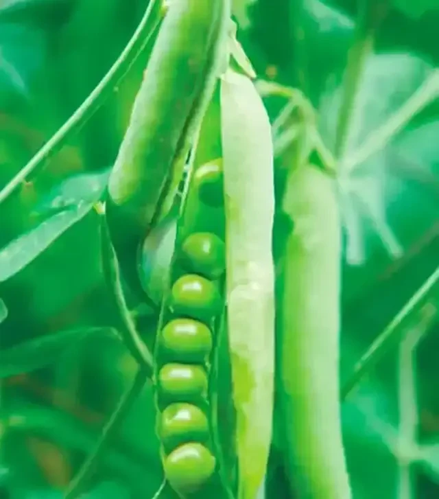 Семена гороха Муцио, п.е. 100 тыс. семян (Syngenta)