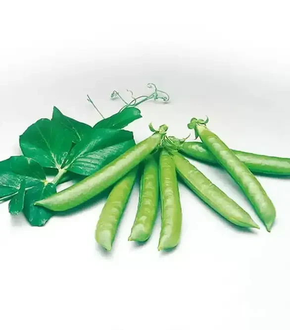 Семена гороха Сомервуд, п.е. 100 тыс. семян (Syngenta)
