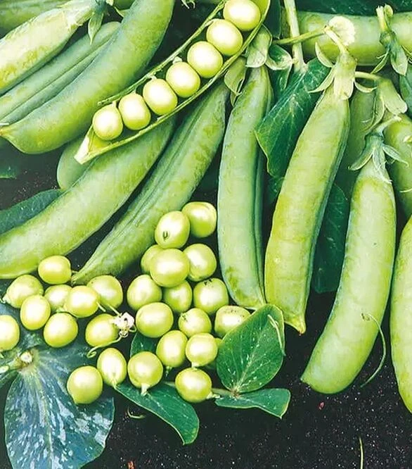Семена гороха Преладо, п.е. 100 тыс. семян (Syngenta)