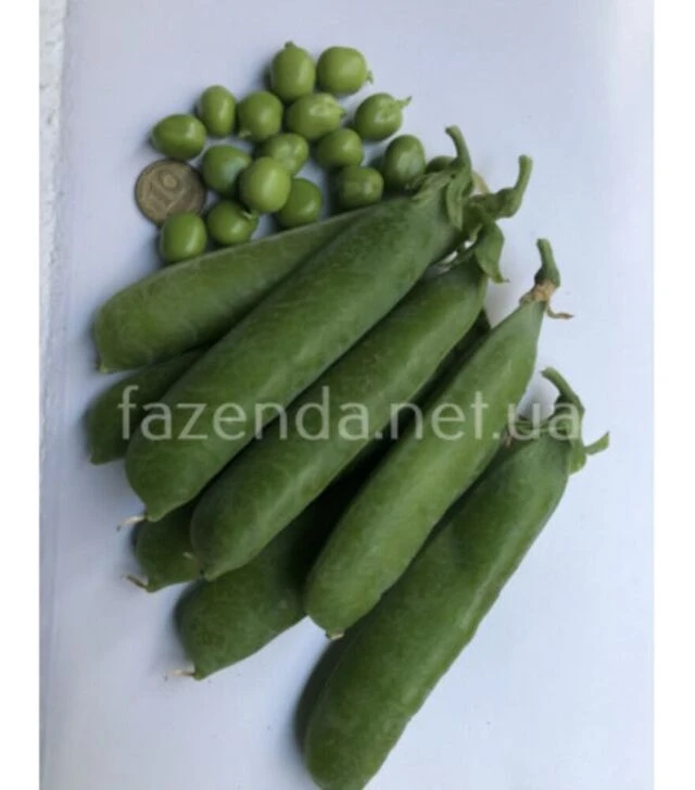 Насіння гороху Вондер, п.о. 2,5 тис. насінин (Spark Seeds)