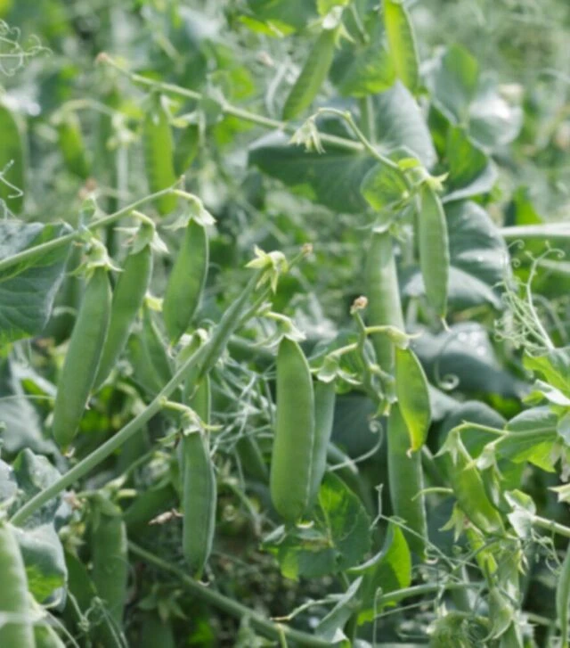 Насіння гороху Преладо, 1 кг (Syngenta)