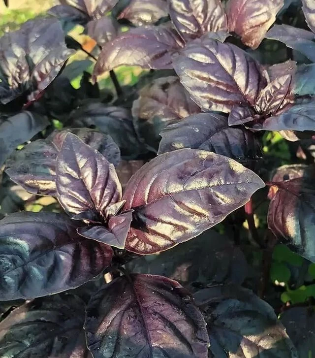 Семена базилика Виолет Кинг F1, 50 г (Spark Seeds)