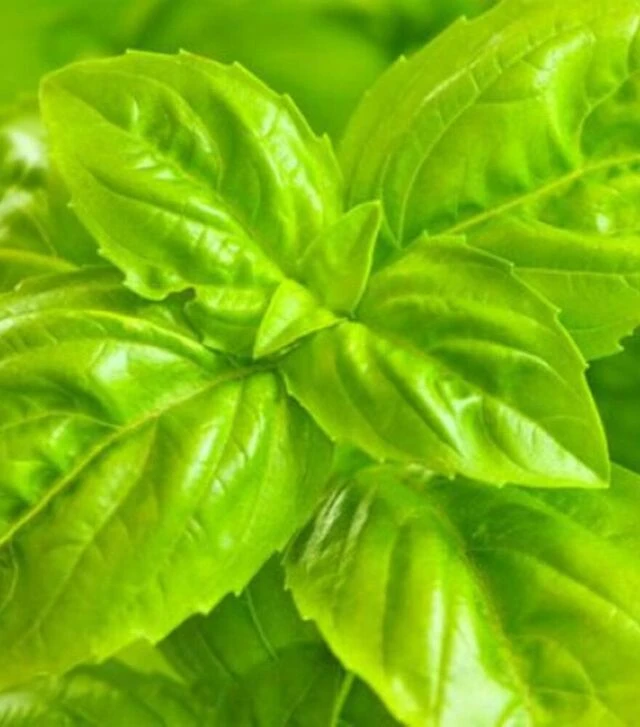 Семена базилика Консул, 50 г (Breeding Seeds)