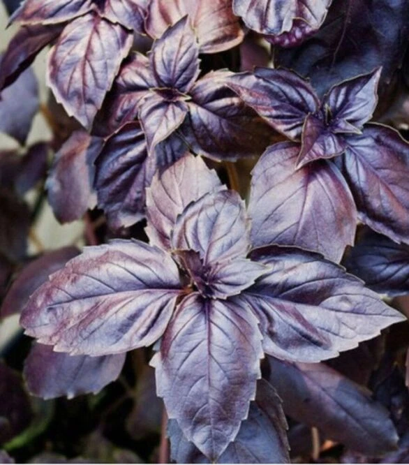 Насіння базиліку Робін-Бобін, 50 г (Breeding Seeds)