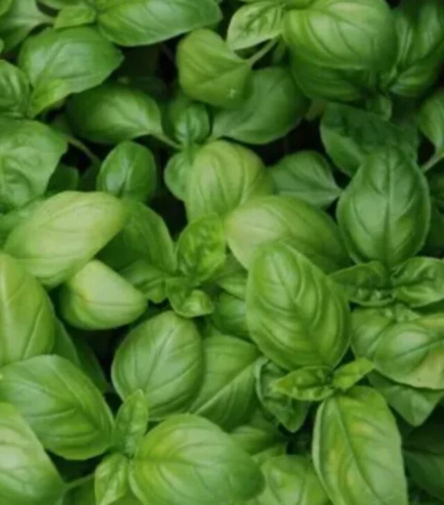 Семена базилика Густоса, 50 г (Leda Seeds)