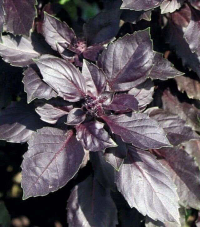 Насіння базиліку Рубін, 50 г (Itall-Flora)
