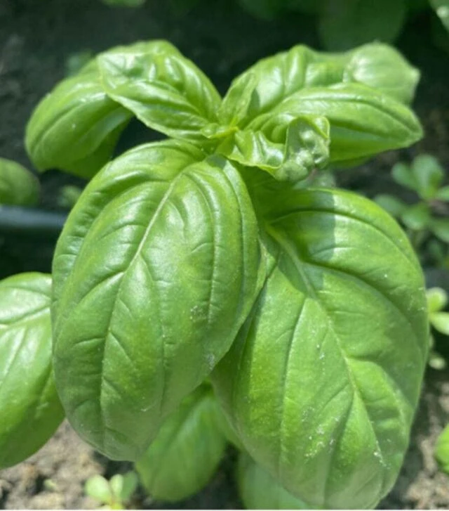 Семена базилика Грин Дом, 50 г (Spark Seeds)
