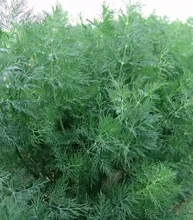 Насіння кропу Мораван, 1 кг (Moravoseed)