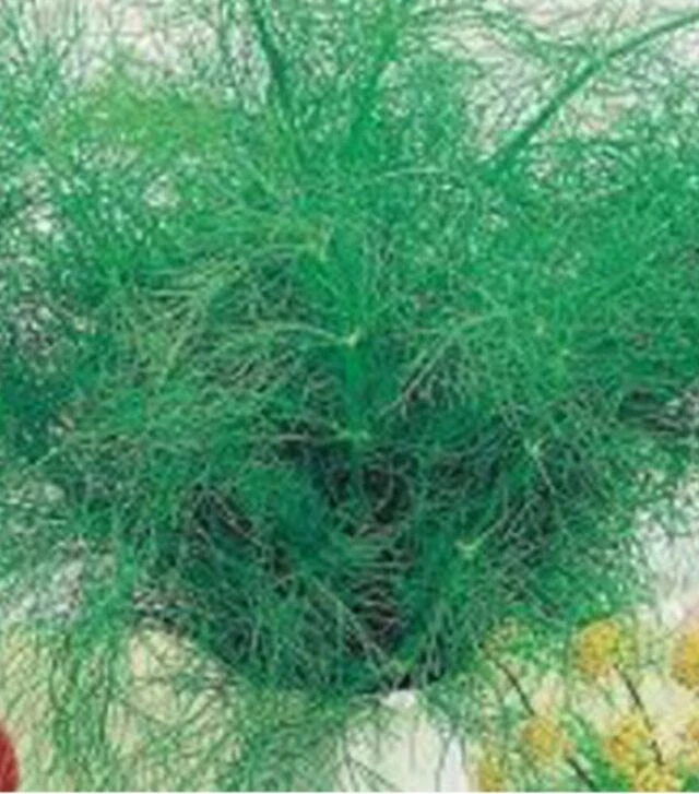 Насіння кропу Тетра, 500 г (Satimex)