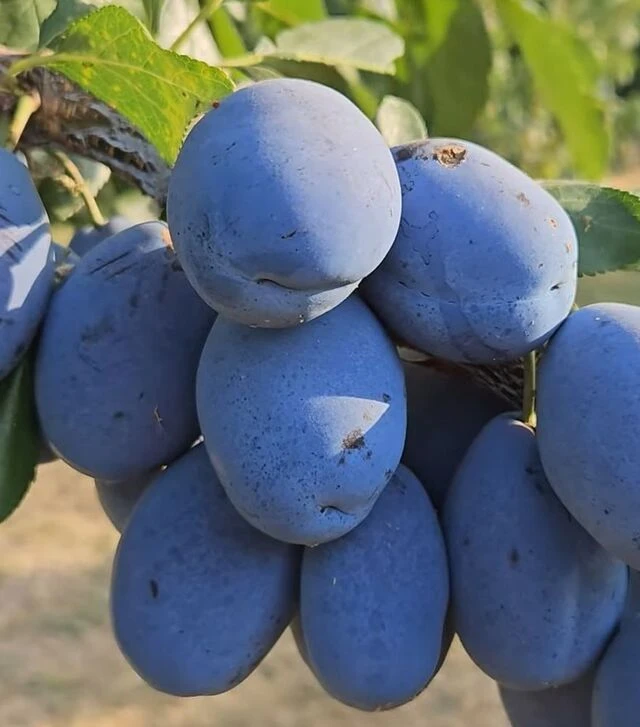 Саженец сливы Стенли ЗКС 2г