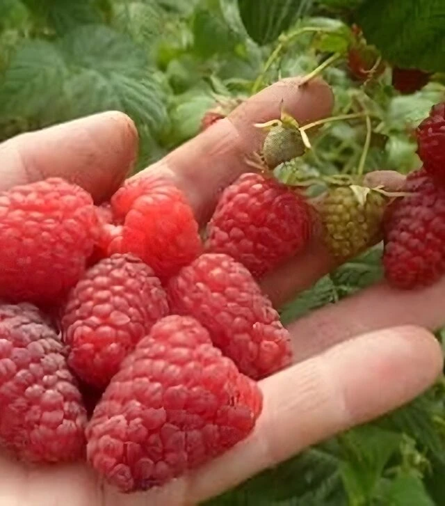 Саженец малины Зюгана ЗКС 2г 3л