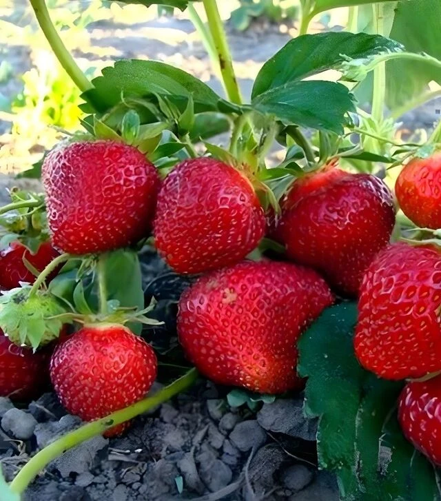 Саженец клубники Хоней ЗКС 1г 0,5л