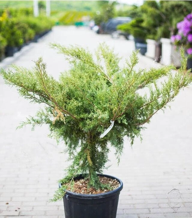 Саженец можжевельника виргинского Грей Овл на штамбе ЗКС 40л h50
