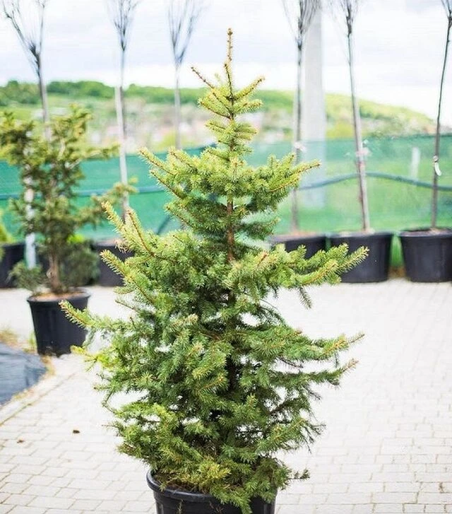 Саджанець ялини колючої ЗКС 110л h120-140