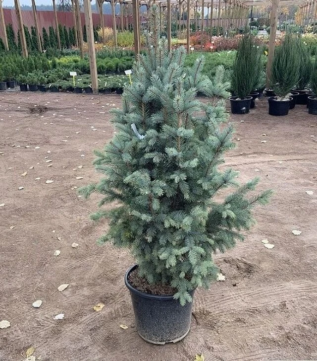 Саженец ели колючей Исели Фастигиата ЗКС 45л h120-140