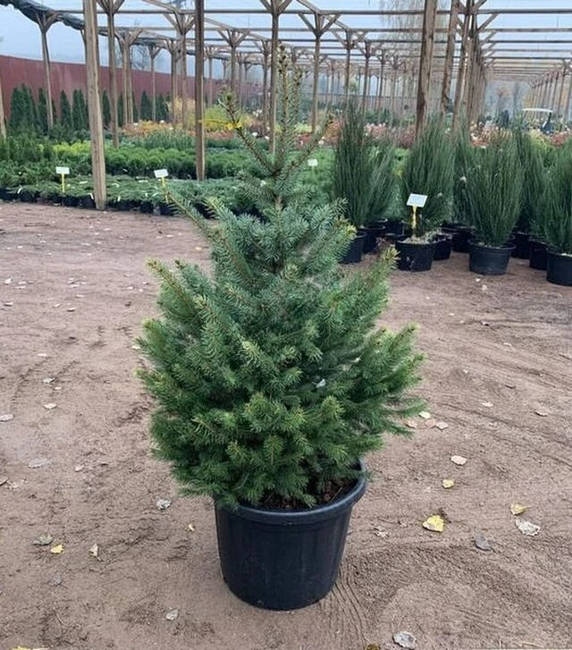 Саженец ели колючей Маджестик Блу ЗКС 45л h100-120