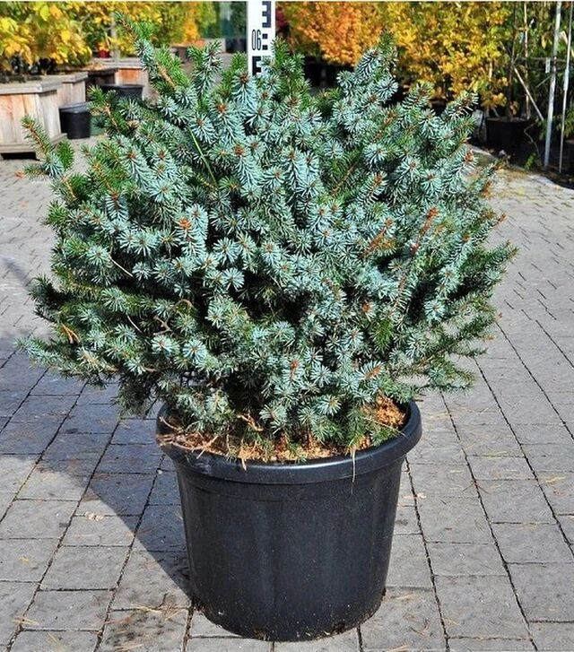 Саджанець ялини колючої Глаука Глобоса ЗКС 80л h60-80