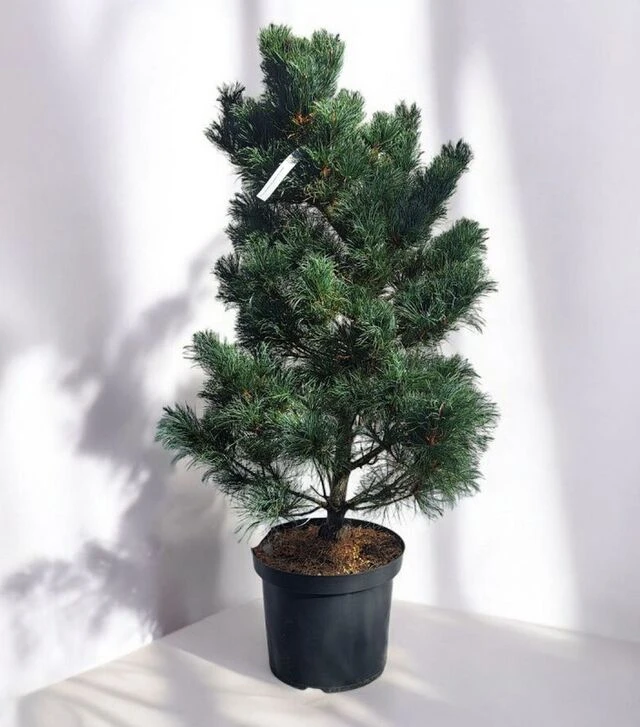 Саженец сосны мелкоцветковой Бергманн ЗКС 25л h60-80
