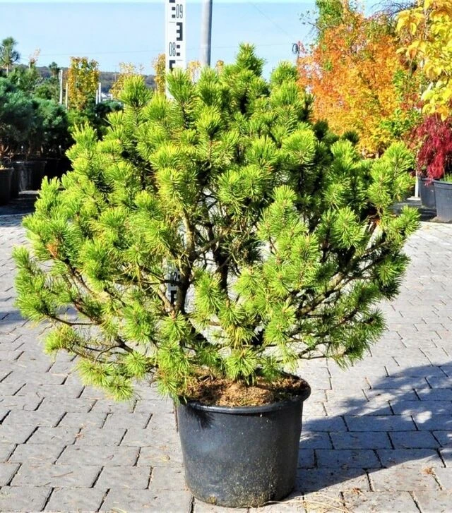 Саженец сосны горной Карстенс Винтерголд ЗКС 20л h60-70