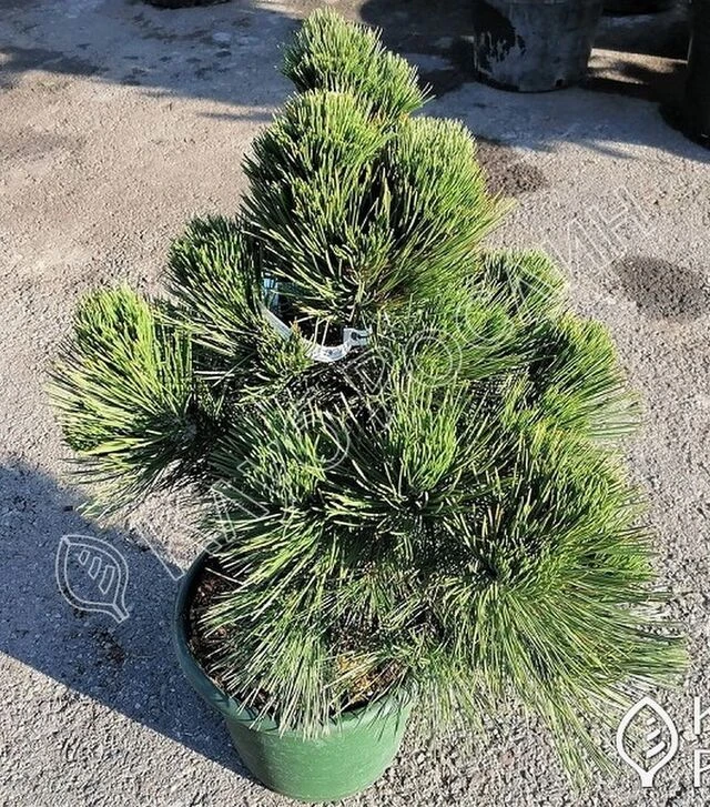 Саженец сосны белокорой (Гельдрейха) Малинки ЗКС 15л h40-50