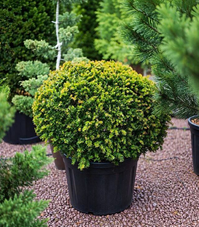 Саджанець тису ягідного Куля ЗКС 130л h100-120 d80-100