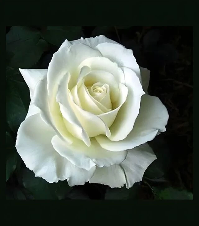 Саджанець троянди Соло Вайт (Solo White) ЗКС 2р