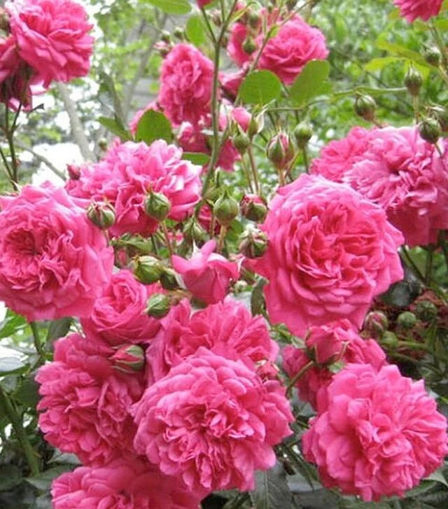 Саженец розы Фэмили Пинк (Family Pink) ЗКС 2г