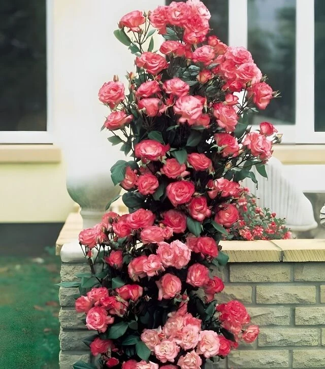 Саженец розы Хендель (Haendel) ЗКС 2г
