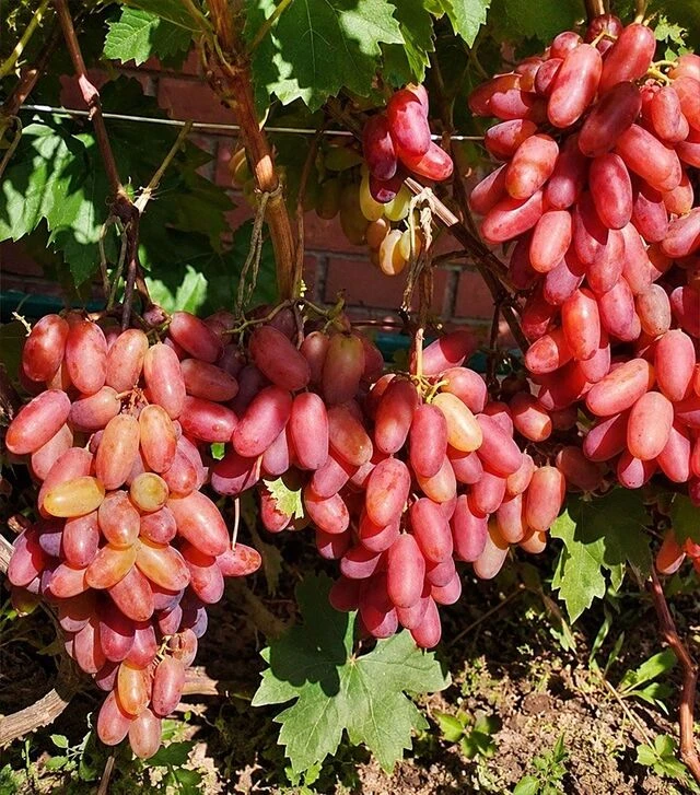 Саженец винограда Преображение ЗКС 2г 1,5л