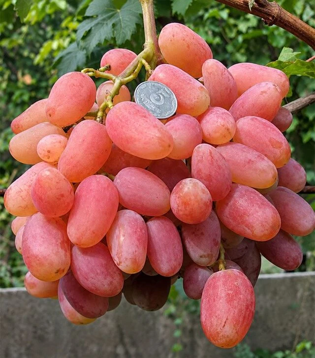 Саженец винограда Ксения ЗКС 2г 1,5л
