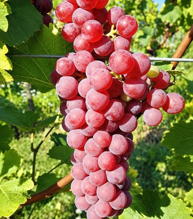 Саженец винограда Совиньон Гри ЗКС 2г 1,5л