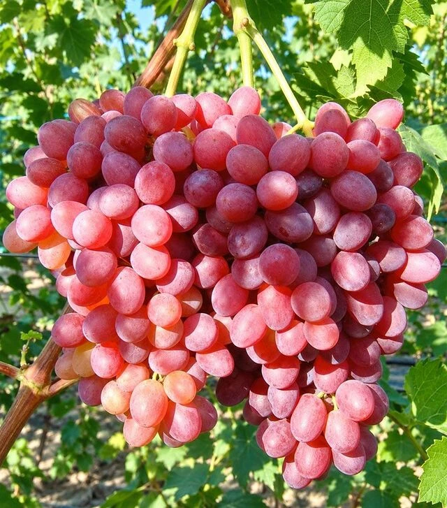 Саженец винограда Красное пламя ЗКС 2г 1,5л